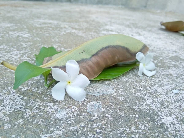 Yapraklar kurur ve bu şekilde düşer yerdeki taze beyaz çiçeklere ya da bahçedeki bir yere..