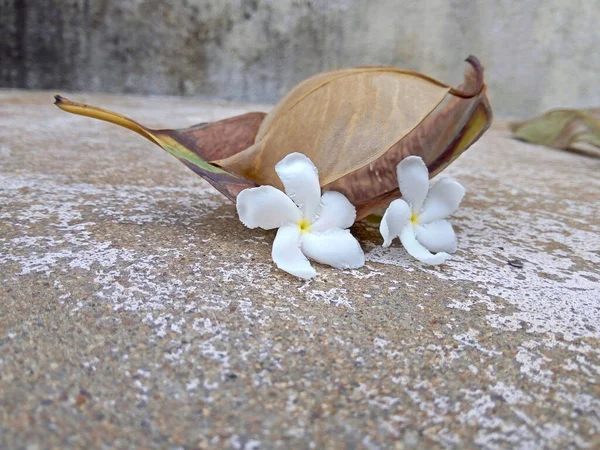 Yapraklar kurur ve bu şekilde düşer yerdeki taze beyaz çiçeklere ya da bahçedeki bir yere..