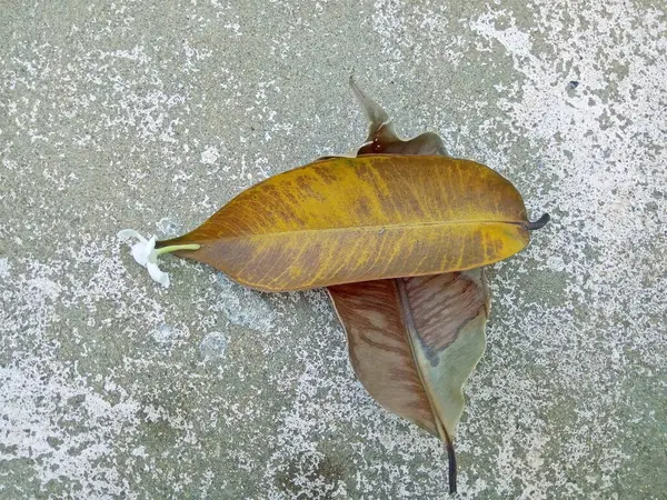 Yapraklar kurur ve bu şekilde düşer yerdeki taze beyaz çiçeklere ya da bahçedeki bir yere..