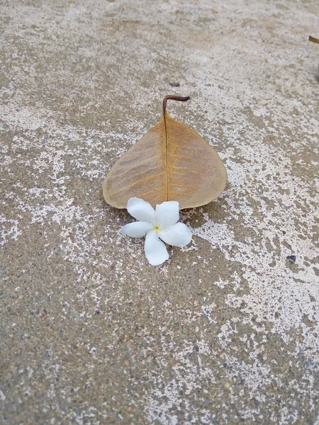 Yapraklar kurur ve bu şekilde düşer yerdeki taze beyaz çiçeklere ya da bahçedeki bir yere..