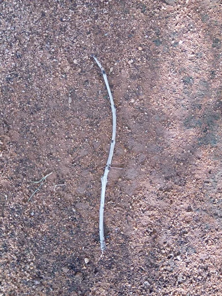 Bu kuru bir yaprak, ama beyaz değil, böyle yere düşmüş..