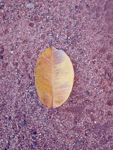 Dit Een Droog Blad Maar Geen Wit Blad Viel Grond — Stockfoto