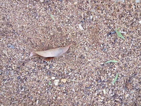 Bu kuru bir yaprak, ama beyaz değil, böyle yere düşmüş..