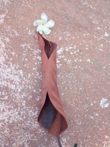 Bu kuru bir yaprak, ama beyaz değil, böyle yere düşmüş..