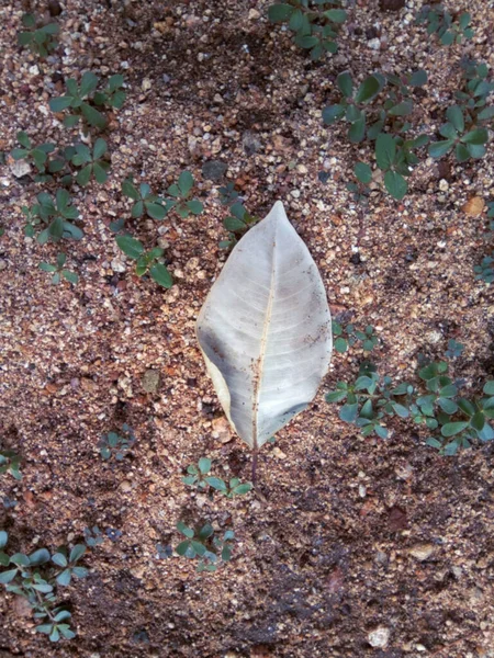 Bu kuru bir yaprak, ama beyaz değil, böyle yere düşmüş..