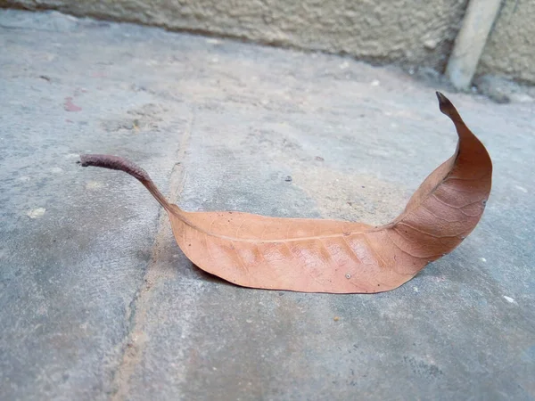 Yaprak kurur ve yere düşer ya da bir bahçede yere..