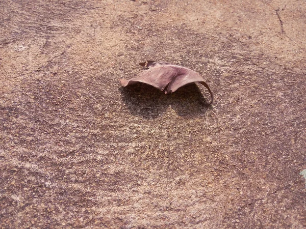 Kuru yaprak yere bu şekilde düşmüş. ?