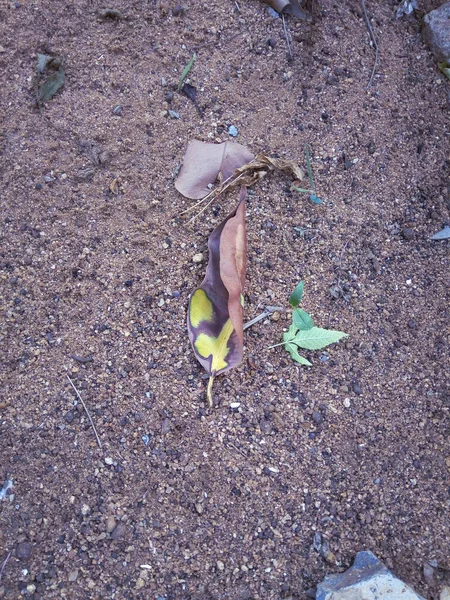 Kuru yaprak yere bu şekilde düşmüş. ?