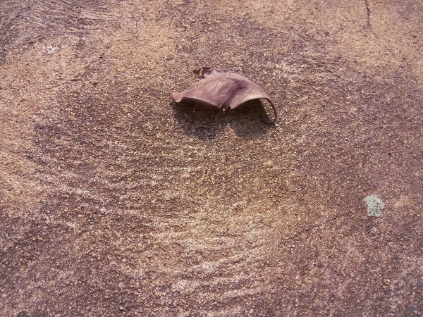 Kuru yaprak yere bu şekilde düşmüş. ?