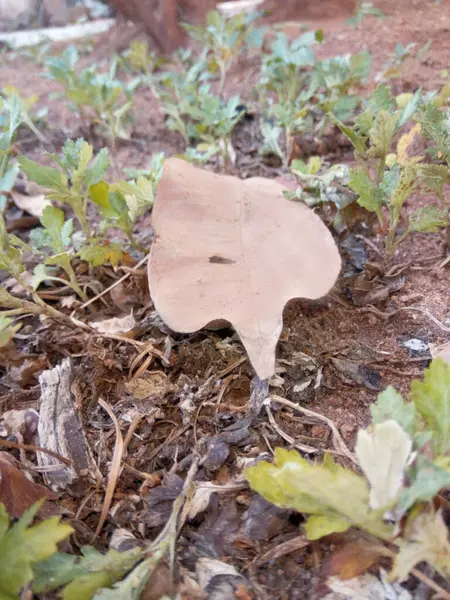 Kuru Yaprak bu şekilde yere düştü..