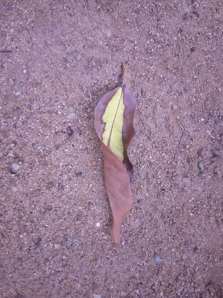 Kuru Yaprak bu şekilde yere düştü..