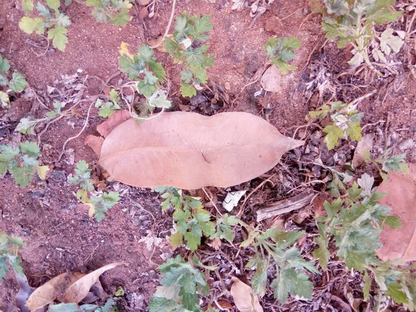 乾燥した葉はこのように地面に落ちました — ストック写真