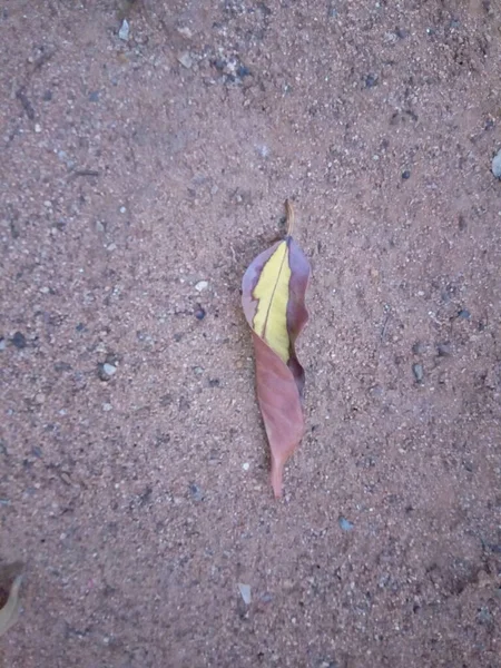 Trockenes Blatt Fiel Auf Den Boden — Stockfoto
