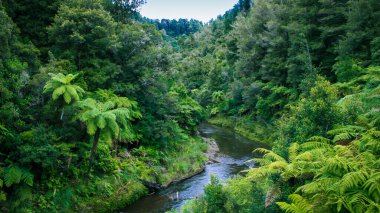 Ormana yakın otlaklarda inekler