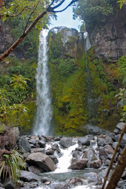 Ormana yakın otlaklarda inekler