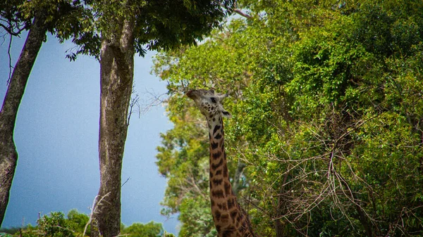 Alimentation Girafe Arbre — Photo