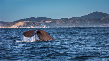 Kaikoura 'da batan sperm balinası.
