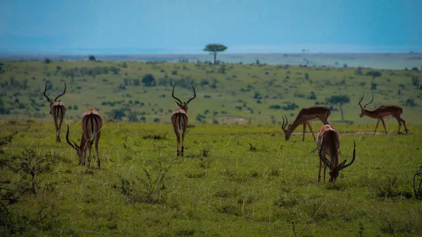 Impalas Sur Les Pâturages Matinaux — Photo