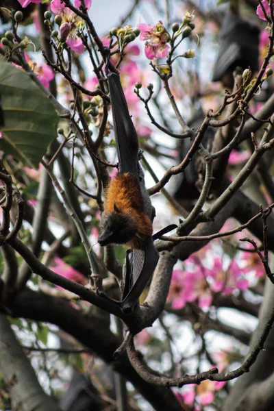 Resting flying fox on the tree