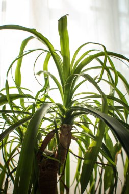 Kapalı alanda ejderha palmiyesi