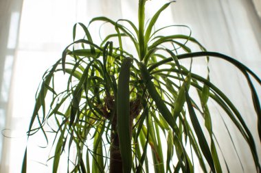 Kapalı alanda ejderha palmiyesi