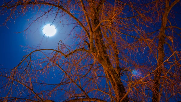 Vollmond Hinter Den Bäumen — Stockfoto