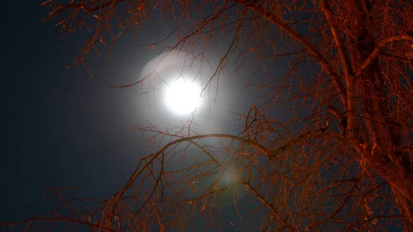 Full Moon Trees — Stock Photo, Image