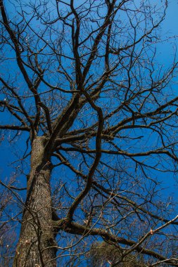 Mavi gökyüzünde bahar ağacı