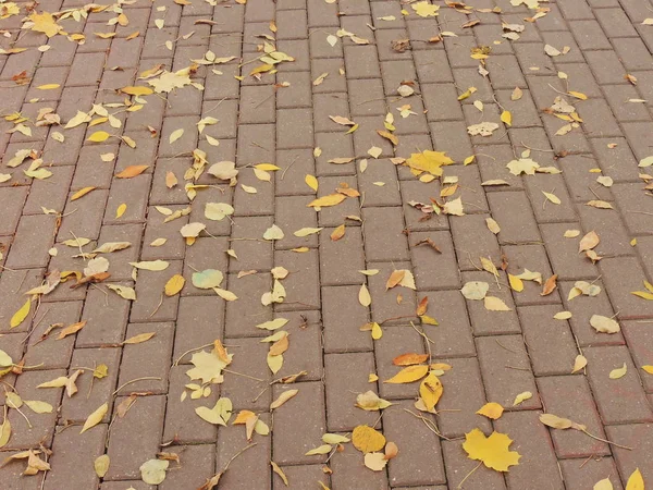 Herbstlaub auf Pflasterfliesen — Stockfoto