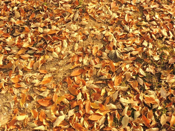 Otoño amarillo hojas caídas en el suelo . —  Fotos de Stock