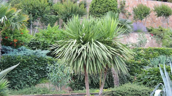 El diseño natural de la planta en la orilla del mar Park Aivazovsky en Partenit en la Crimea. — Foto de Stock