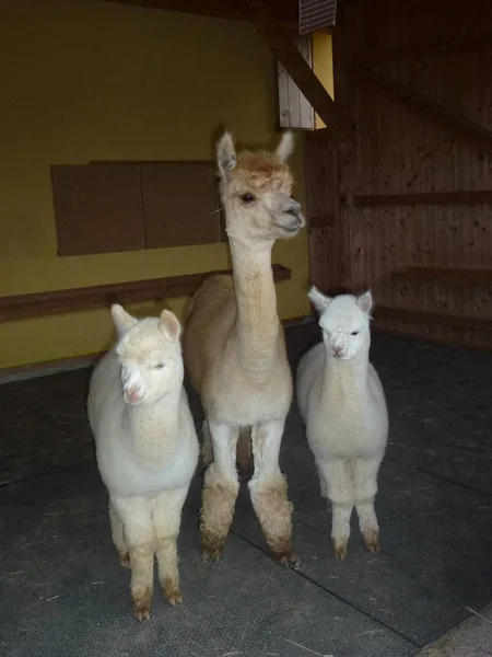 Branco Bebê Alpacas Com Mãe — Fotografia de Stock