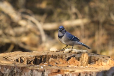 A lone Blue Jay clipart