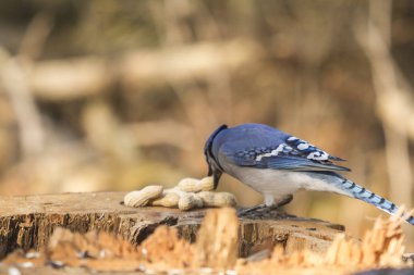 Yalnız bir mavi alakarga