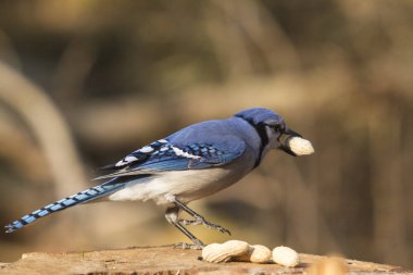 Yalnız bir mavi alakarga