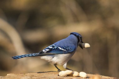 Yalnız bir mavi alakarga