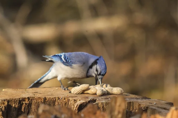 Un Jay bleu solitaire — Photo