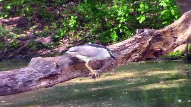Gece balıkçılı besleme bir siyah şapkalı