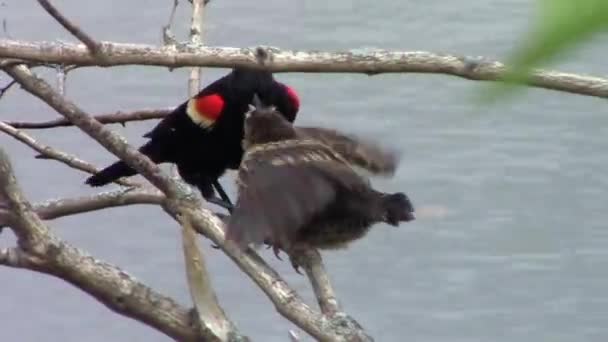 一只小鸟被喂食 — 图库视频影像