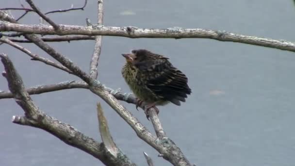 Un pájaro bebé siendo alimentado — Vídeos de Stock