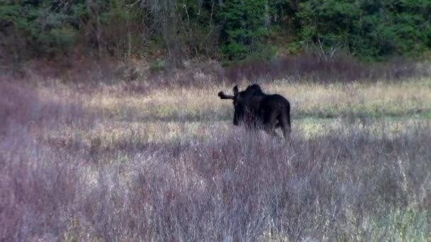 Un gran alce macho en un campo — Vídeo de stock