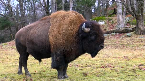 Американский полевой буйвол осенью — стоковое видео
