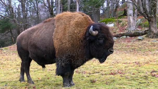 Un Buffalo américain à l'automne 