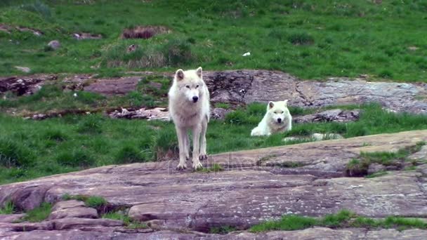 Een paar van Arctic wolven — Stockvideo