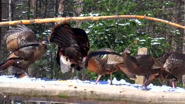 Some turkeys feeding — Stock Video