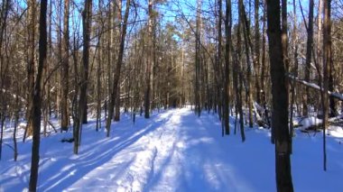 Yerde kar kış ormanı