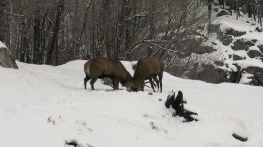 Kışın bir kavgada iki Kızıl geyik
