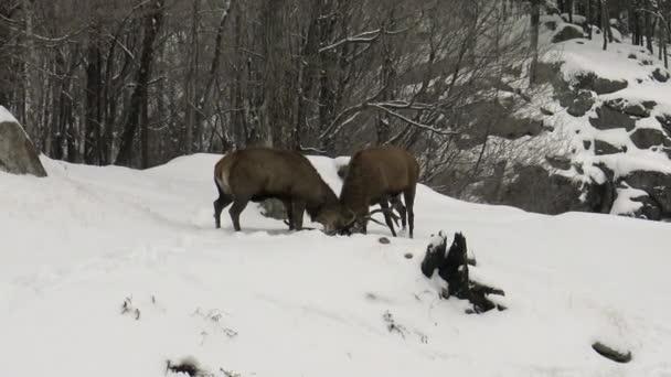 Twee rode herten in een gevecht in de winter — Stockvideo