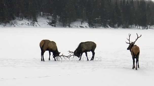 Dva jeleni v boji v zimě — Stock video