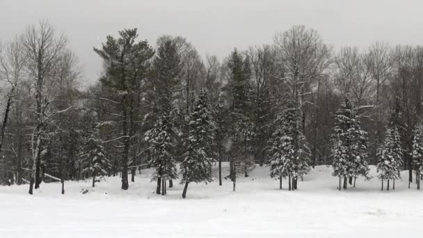 Bosque de invierno con nieve en el suelo — Vídeos de Stock